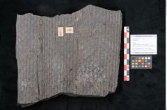 Foto (Objekt + Etikett) von Sigillaria sp.  (NHMW-GEO-2024-0188-11101)